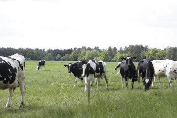 1 Eine wichtige �kosystemleistung von Milchk�hen ist die Versorgung von Menschen mit hochwertigen Nahrungsmitteln wie Milch.