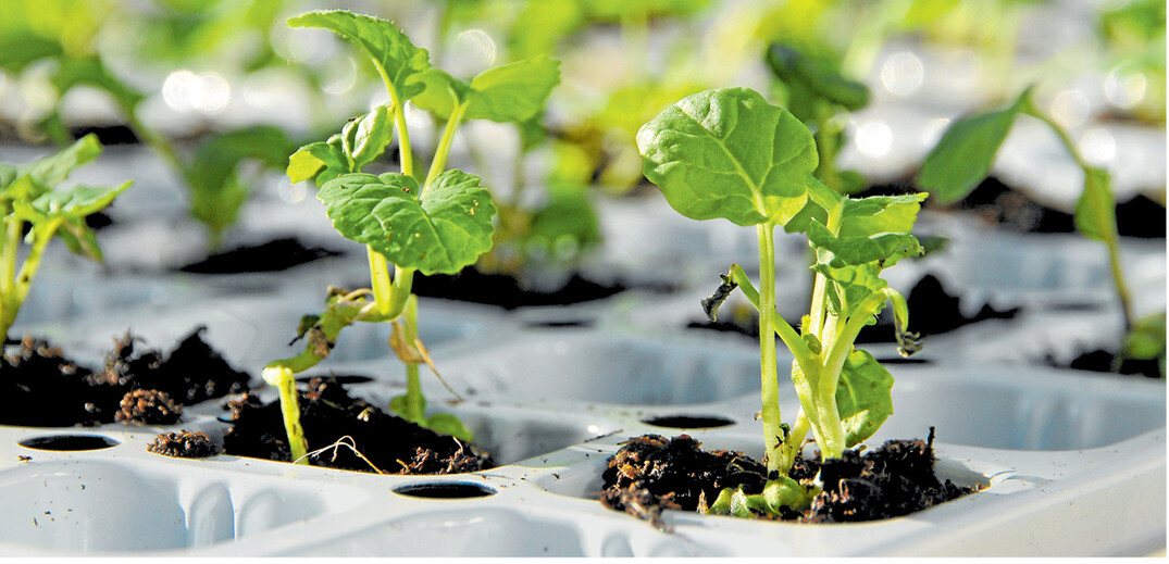 Z�chtung ausschlie�lich im Labor wird es auch in Zukunft nicht geben. Zuchtstationen bleiben unerl�sslich, wenn sich die Sorten mit Witterung und Boden auseinandersetzen m�ssen.