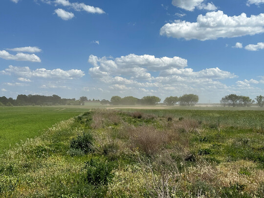 Blühstreifen mit mehrjährigen Kulturen: jüngere Pflanzen wechseln sich hier mit über Jahre gewachsene Gehölzstrukturen ab.