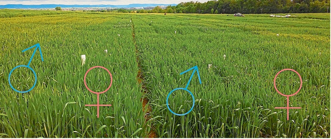 Hybridweizenerzeugung im Zuchtwert-Projekt mit abwechselnden Streifen von Vater- und Mutterlinien.