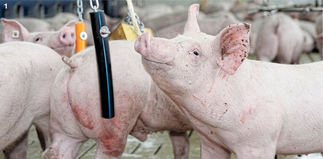 Ketten mit ver�nderbarem Material bieten gute Besch�ftigungsm�glichkeiten bei geringem Aufwand f�r den Schweinehalter und hoher Attraktivit�t f�r die Tiere.