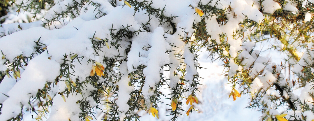 Bei milden Temperaturen erscheinen die gelben, leicht duftende Bl�ten des Stechginsters schon im Winter.