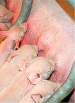 Der Bestand an Zuchtsauen in Baden-Württemberg schrumpfte in den letzten zehn Jahren um 40 Prozent.