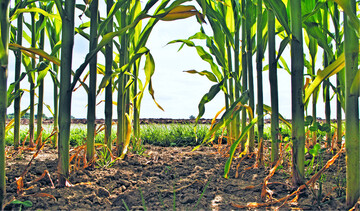 Die IMIR-Versuche zeigten in diesem Jahr höhere Erträge, jedoch waren auch die Erntefeuchten deutlich höher als in den Vorjahren.