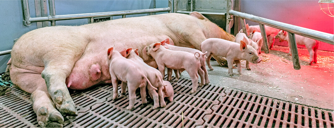 An MMA erkrankte Sauen sind h�ufig nicht in der Lage, ihre Ferkel ausreichend zu versorgen. Um das zu verhindern, muss zuallererst die Hygiene bei der Geburt verbessert werden.