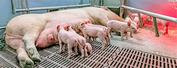 An MMA erkrankte Sauen sind häufig nicht in der Lage, ihre Ferkel ausreichend zu versorgen. Um das zu verhindern, muss zuallererst die Hygiene bei der Geburt verbessert werden.