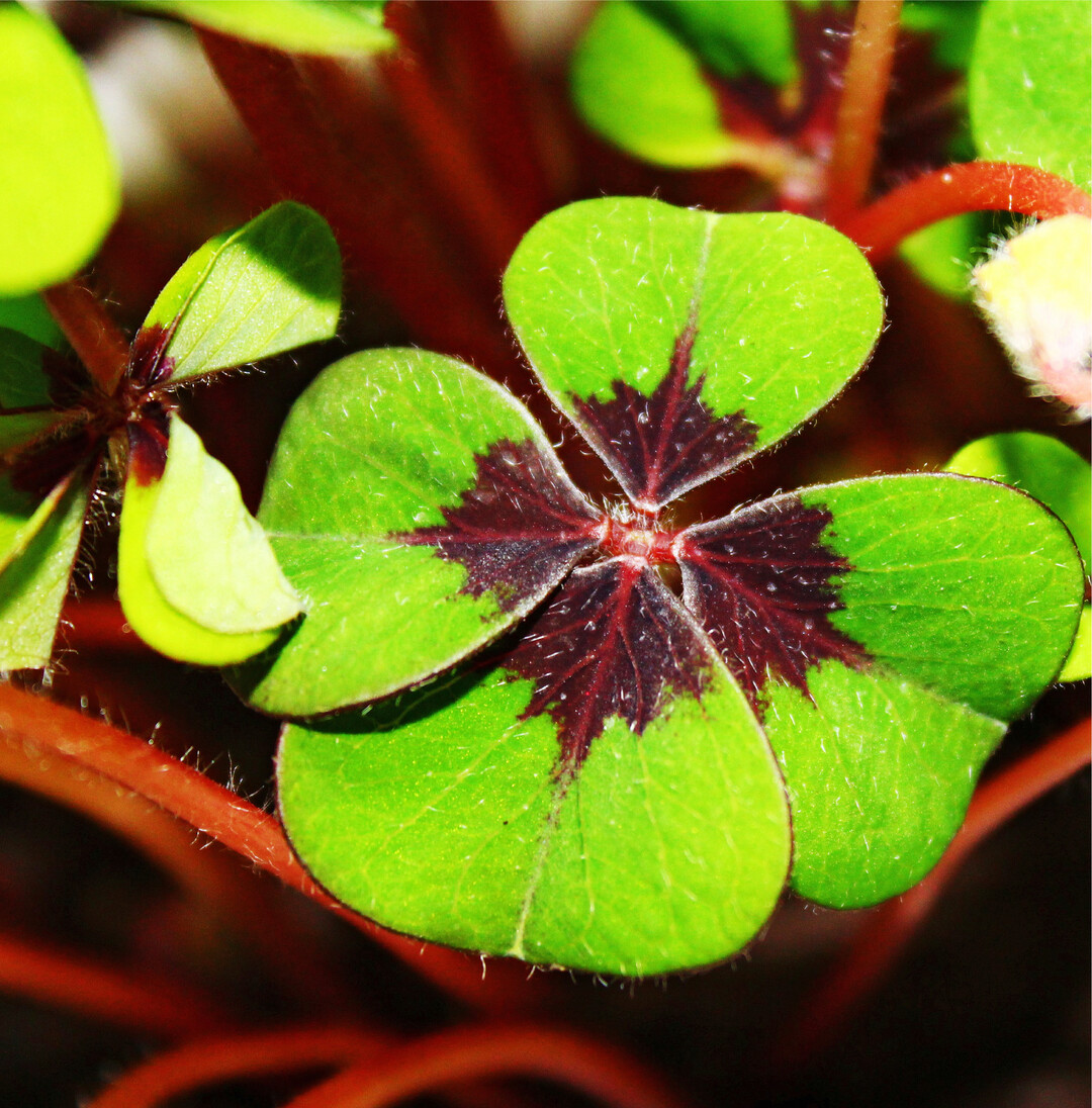 Wer ein vierbl�ttriges Kleeblatt findet, soll besonders viel Gl�ck haben. Deshalb wird zum Jahreswechsel gerne der stets vierbl�ttrige Gl�cksklee  wie hier auf dem Foto  verschenkt. Das Gl�ck, ein echtes vierbl�ttriges Kleeblatt zu finden, ist aber �u�erst gering. Zwei Schweizer haben in einer eigenen Untersuchung festgestellt, dass rund ein Kleeblatt unter 5000 viergeteilt ist. Die Gr�nde f�r dieses Merkmal sind noch nicht vollst�ndig gekl�rt, Wissenschaftler gehen von einer genetischen Mutation und/oder von speziellen Umwelteinfl�ssen aus. Tipps f�r die Suche: Die meisten Vierbl�tterigen findet man im Wei�klee und wo eins ist, k�nnten in der n�heren Umgebung auch noch weitere zu finden sein. Viel Gl�ck!
