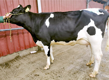 Ein Highlight bei den K�hen war diese Sylvert-Tochter von der Erthle GbR, Eggingen.