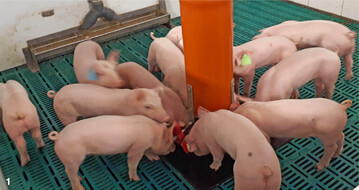 Auf große Resonanz bei den Ferkeln stieß der Beschäftigungsautomat. Hier beschäftigten sich die Jungtiere mit am längsten.