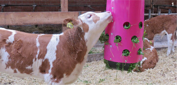 An einem Heu- und Grasspender, der mit Grünschnitt befüllt wird, können sich die Kälber beschäftigen.