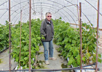 In der Forschungsanlage von Rivka Offenbach sind Pflanzen wie Himbeersträucher in Folientunneln und speziellen Gewächshäusern vor Verdunstung und Sonnenbrandschäden geschützt.
