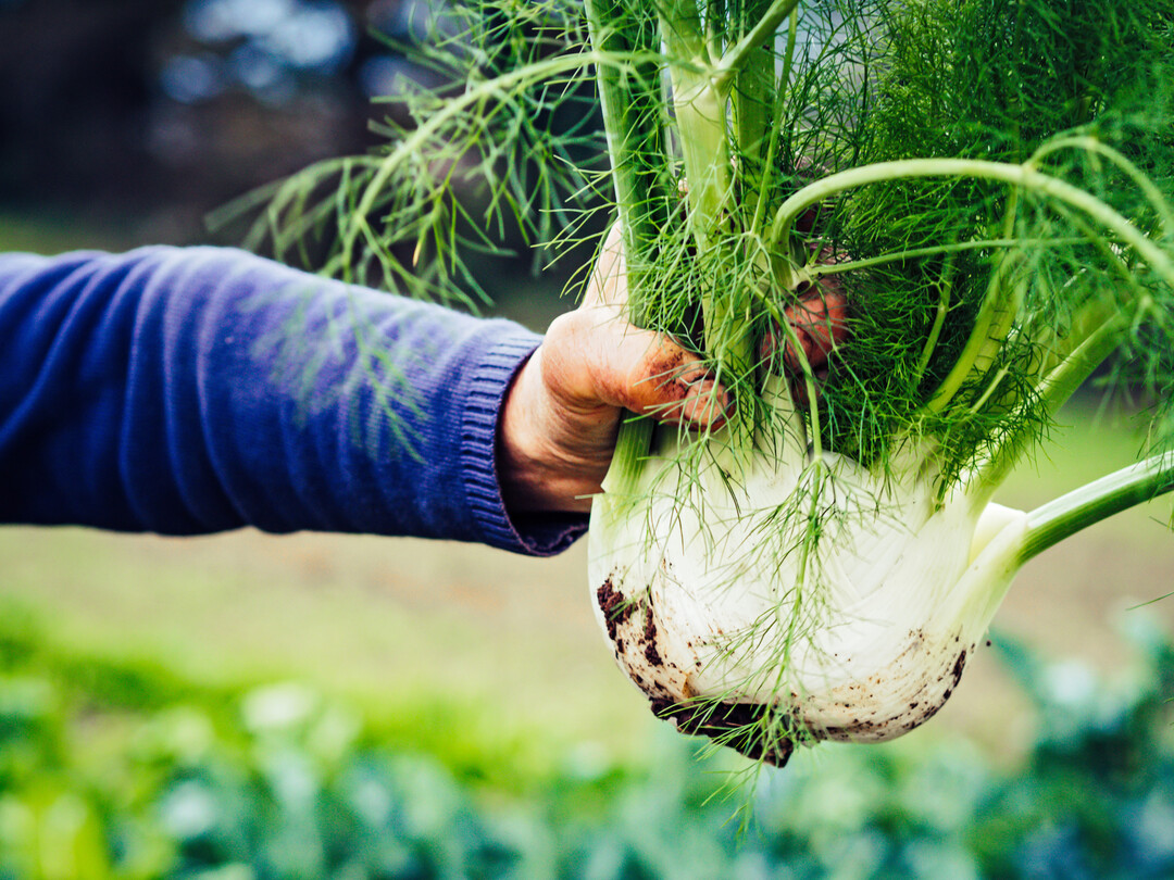 Heimischer Fenchel hat jetzt Saison.