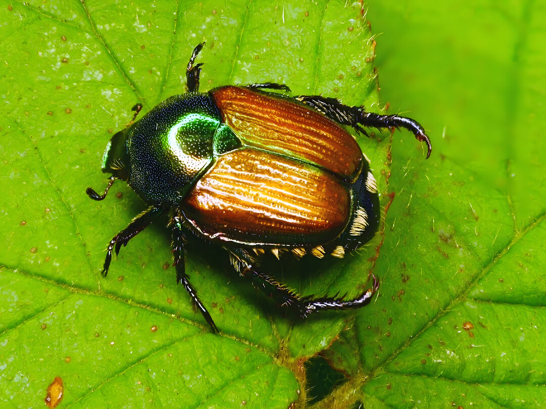 Charakteristisch f�r den ungef�hr 1 cm gro�en Japank�fer ist der gr�nliche Kopf und Halschild, die zwei brauen Fl�geldecken sowie f�nf wei�e Haarb�schel an jeder Seite und zwei wei�e Haarb�schel am Hinterteil.