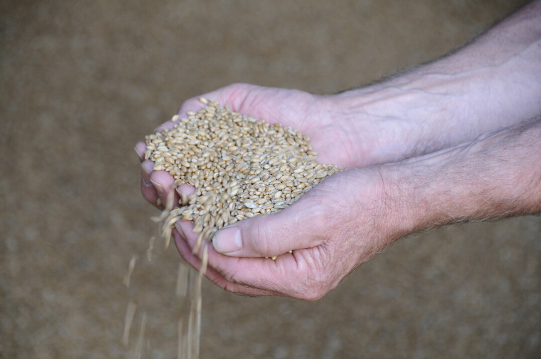 Weizenkörner in einer Hand.