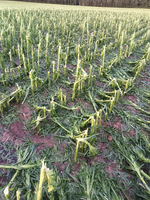 Den Mais hat es besonders hart getroffen, bis hin zu Totalschäden.