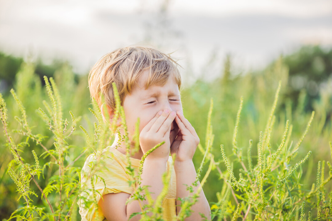 Eine Pollenallergie kann sehr beschwerlich sein.