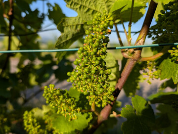 Ab 15. Juli ist die Antragstellung im F�rderprogramm �Investitionen im Weinbau� wieder m�glich. 