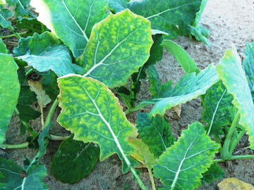 Symptome für Schwefelmangel im Herbst bei Raps.