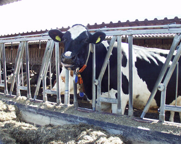 In �ber 30 Milchviehbetrieben in den USA sind Infektionen mit dem Vogelgrippe-Virus vom Subtyp H5N1 festgestellt worden. 