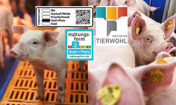 Die Initiative Tierwohl hat nun Details ver�ffentlicht, wie es es ab Januar 2025 bei den Haltungsanforderungen f�r die Schweinemast weitergehen soll. 