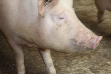 Zu den verpflichtenden Schlachtbefunden, die ab jetzt erfasst werden, z�hlen bei Sauen beispielsweise Liegebeulen, Abszesse sowie Gelenkentz�ndungen.