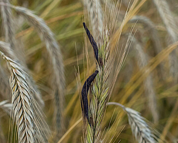 Aufgrund der Witterung sind in diesem Jahr zahlreiche Roggenbestände von Mutterkorn befallen.