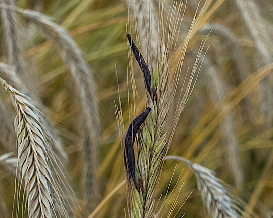 Aufgrund der Witterung sind in diesem Jahr zahlreiche Roggenbestände von Mutterkorn befallen.