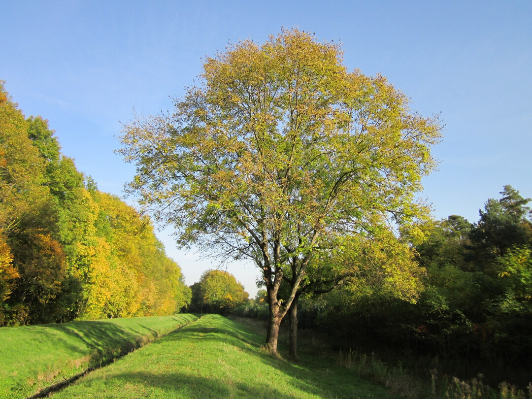 Seit den 1990er Jahren werden Gewöhnliche Eschen (Fraxinus excelsior) massiv von einem Pilz befallen, der zum Eschentriebsterben führt.