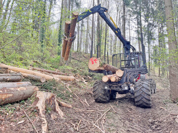 Holzernte 2024: Der bef�rchtete gro�e Anfall an K�ferholz ist wegen des vielen Regens in den vergangenen Wochen bislang ausgeblieben.