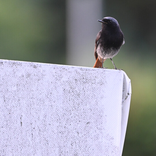 Männlicher Hausrotschwanz