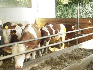 Bei der Haltungsform 3 sind die Tiere nicht angebunden und haben bis zu 50 Prozent mehr Platz im Vergleich zur herk�mmlichen Stallhaltung.