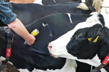 Eine BTV-Impfung sch�tzt zuverl�ssig und ist gut vertr�glich.