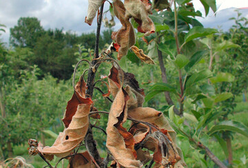 Feuerbrand an einem Apfelbaum