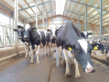 1 Die Arbeit mit fitten und gesunden K�hen macht Freude und sichert das Einkommen aus dem Betriebszweig.