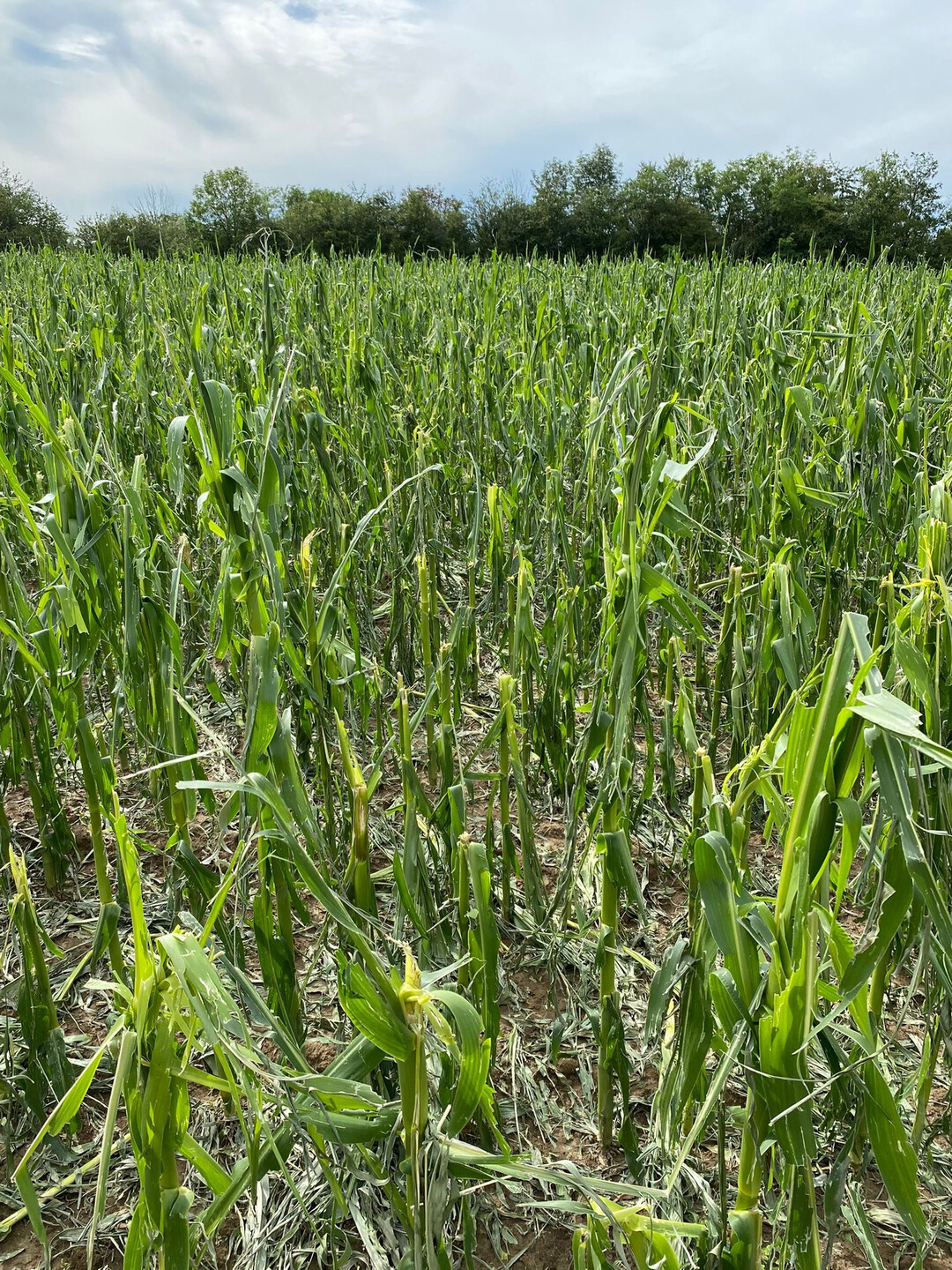 Abgeknickter Mais vom Stiftsgrundhof bei Backnang.