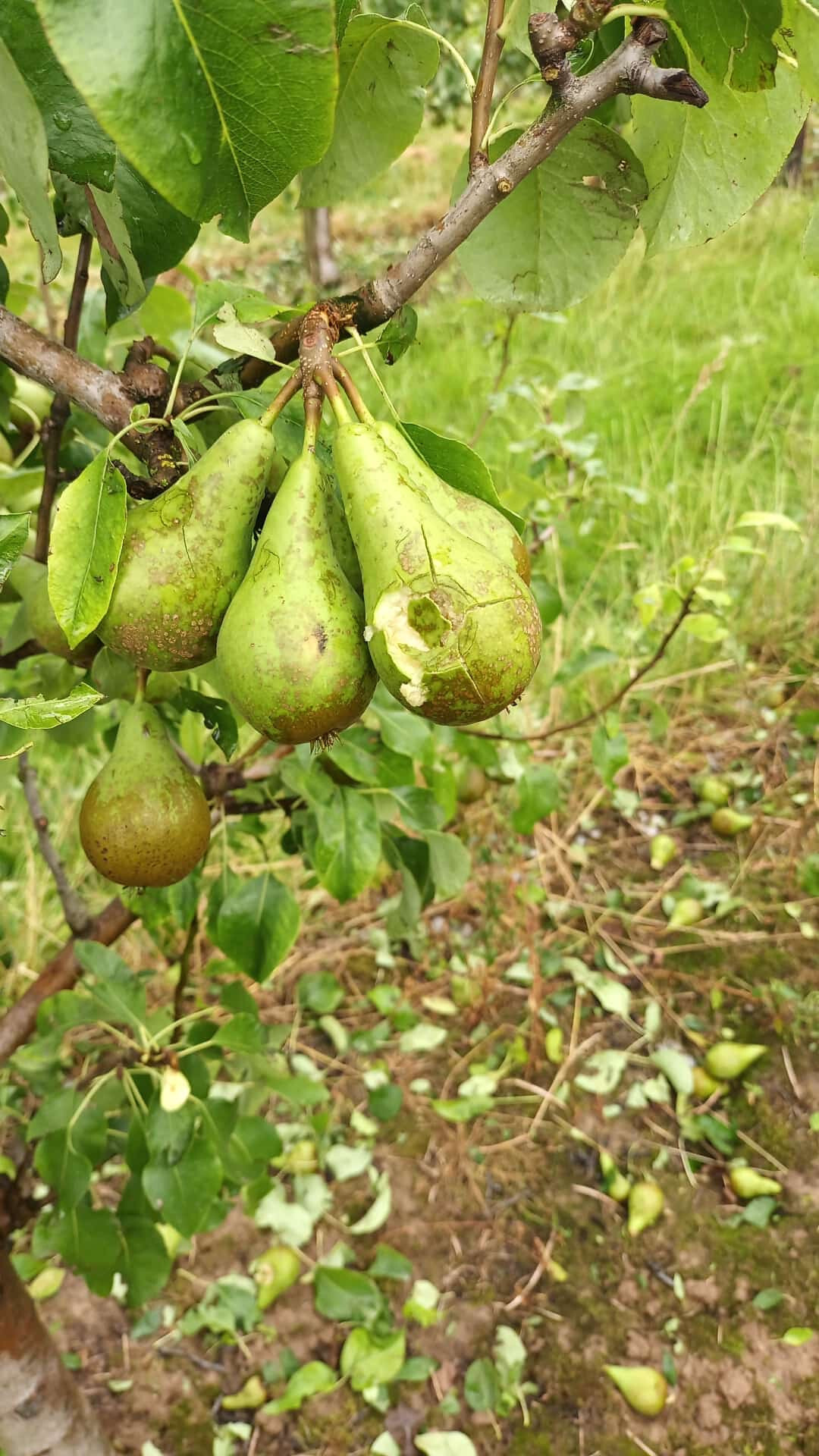 Sch�den an Birnen.
