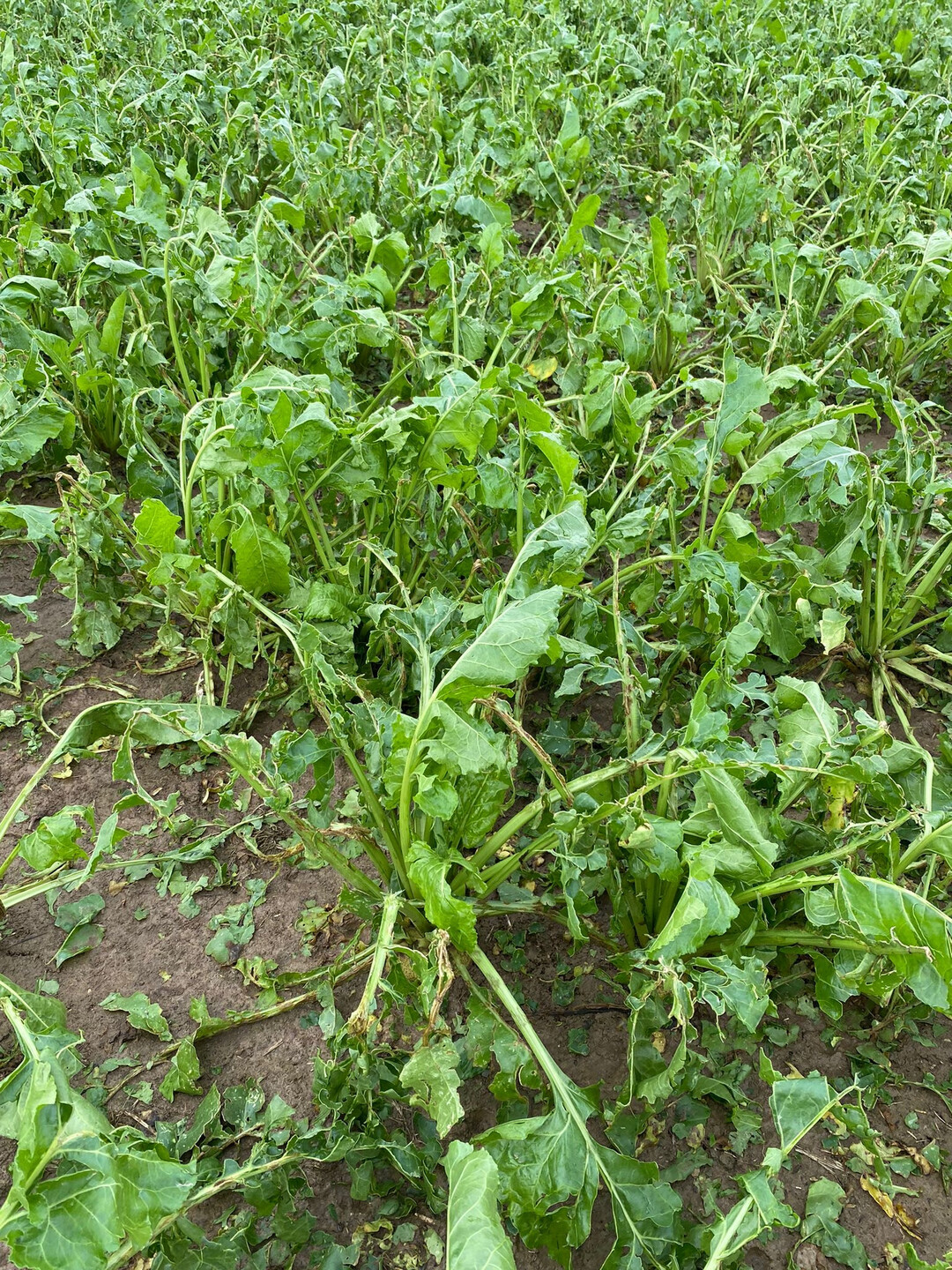 Schaden in Zuckerr�ben.