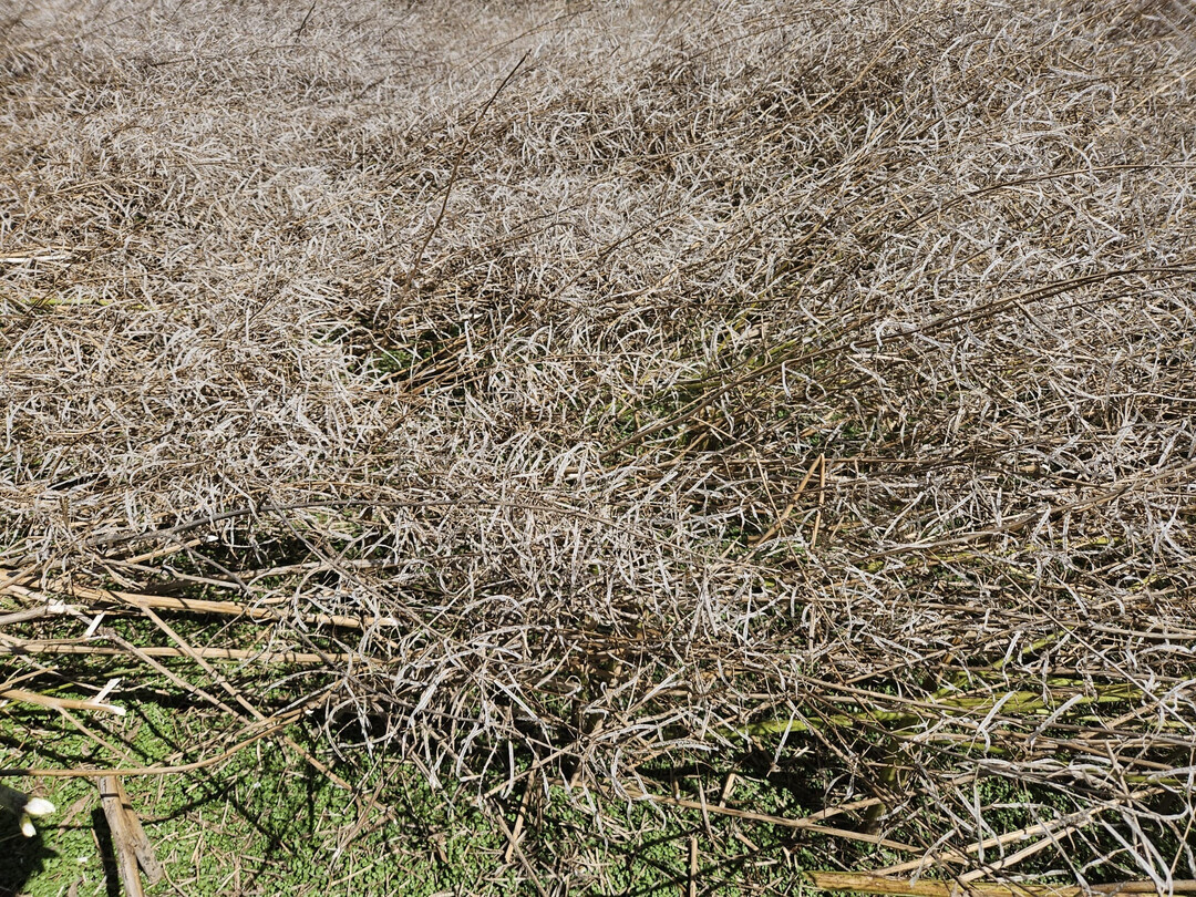 Dieser Raps in Blaubach steht nach dem 12.7. kurz vorm Totalausfall.