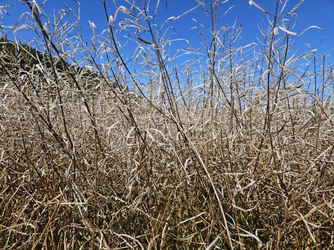 Raps vor dem Totalausfall. 