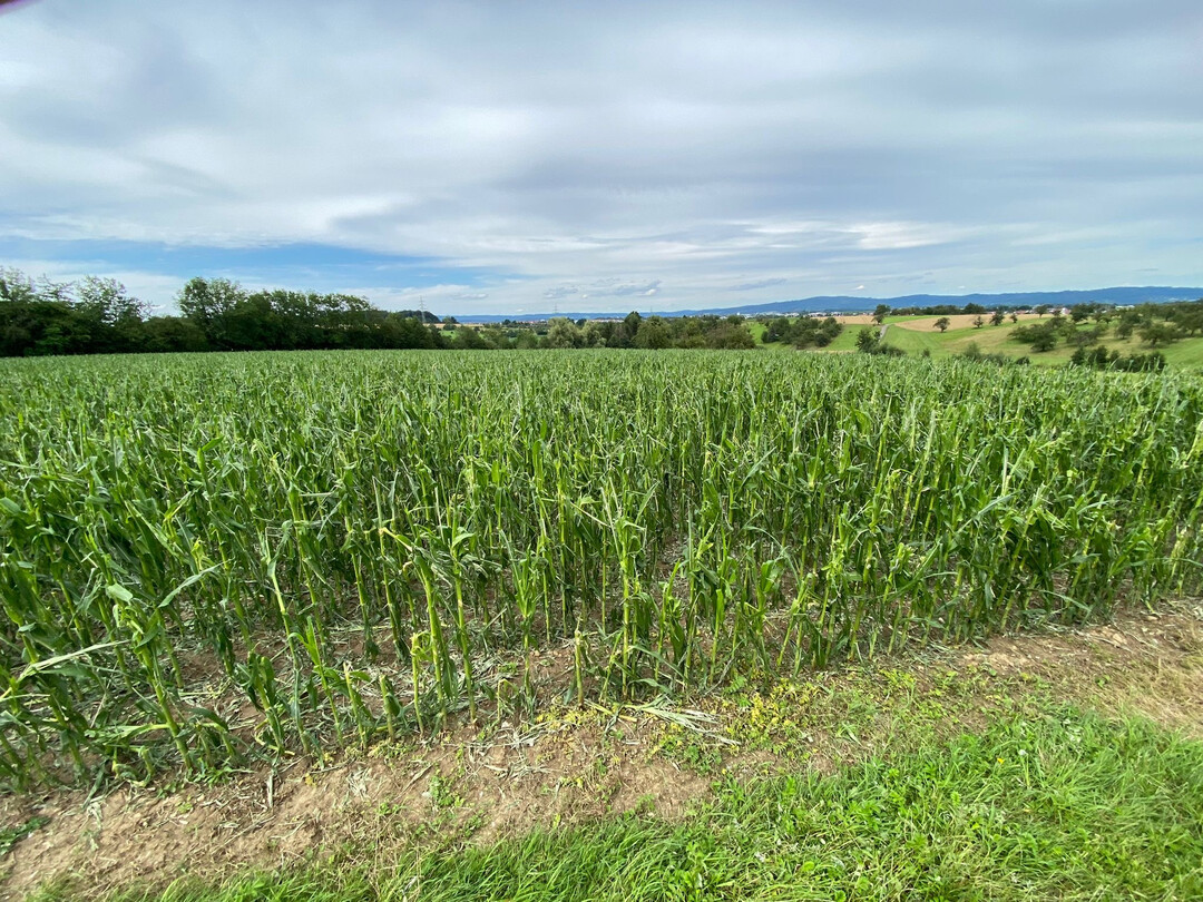 Stark gesch�digter Mais vom Stiftsgrundhof bei Backnang.