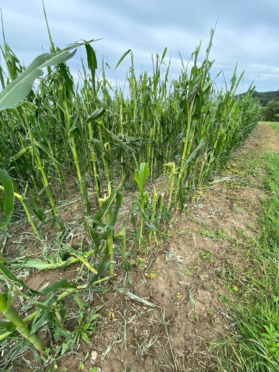Zerfetzter Mais vom Stiftsgrundhof bei Backnang