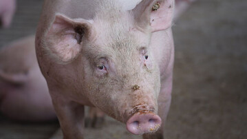 In einem Hausschweinebestand mit 1100 Tieren in Hessen ist es zu einem Ausbruch der Afrikanischen Schweinepest gekommen. Es ist bereits der zweite Fall, der von den zust�ndigen Beh�rden in dieser Woche best�tigt worden ist.