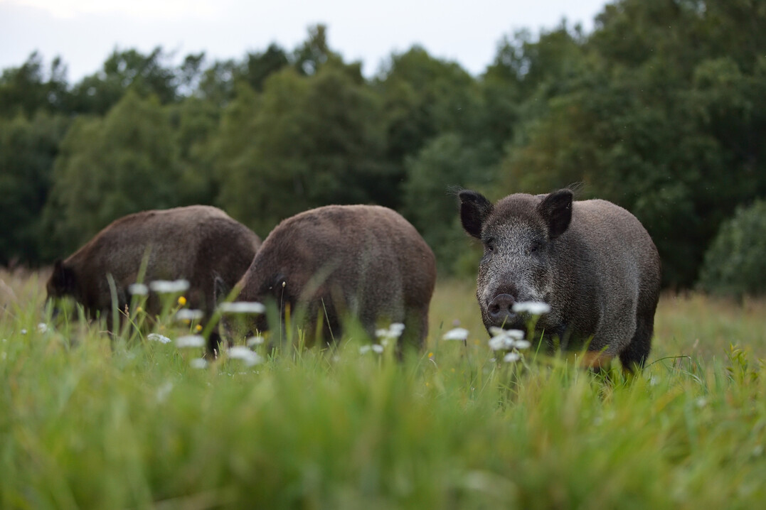 Drei Wildschweine (Sus scrofa) auf einer Wiese am Waldrand