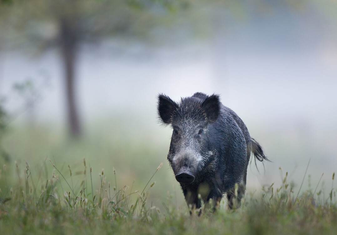 Wildschwein im Nebel.