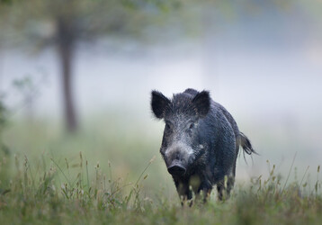 Wildschwein im Nebel.