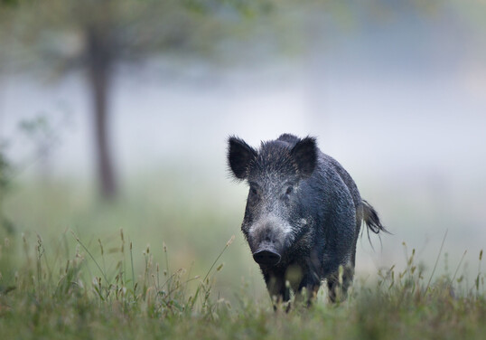 Wildschwein im Nebel.