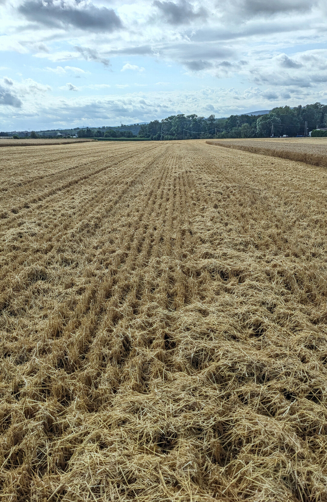 Ist das Stroh augenscheinlich so ungleichm��ig verteilt, sollte es mit einem Schwerstriegel nachverteilt werden.