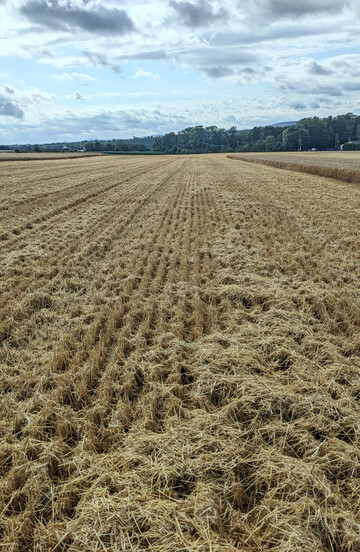 Ist das Stroh augenscheinlich so ungleichmäßig verteilt, sollte es mit einem Schwerstriegel nachverteilt werden.