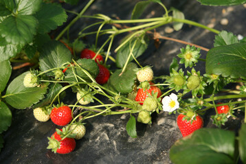 Witterungsbedingt f�llt die Erdbeerernte im S�dwesten im Freiland dieses Jahr schlecht aus. Dagegen kann der gesch�tzte Anbau punkten.
