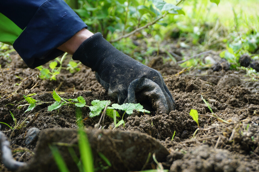 Rund 15.000 Gundermann-Setzlinge wurden in den zwei Test-Obstanlagen gepflanzt, um zu sehen, ob damit eine Abwehr von Wühlmäusen möglich ist.